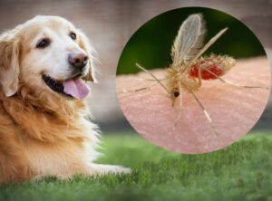 Três meses de incerteza: população aguarda retorno sobre vacina contra leishmaniose