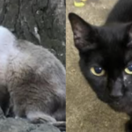 Morte violenta de felinos no Parque da Água Branca, em São Paulo