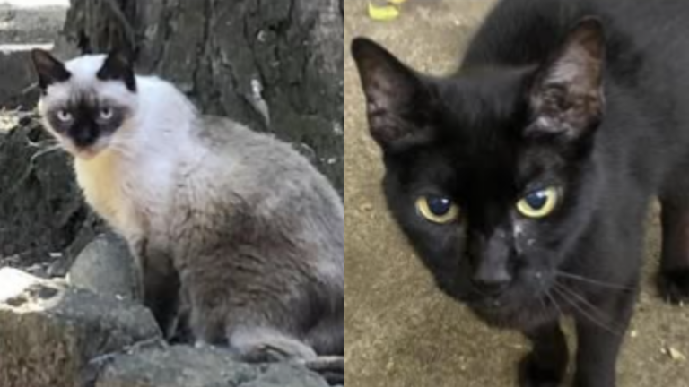Morte violenta de felinos no Parque da Água Branca, em São Paulo